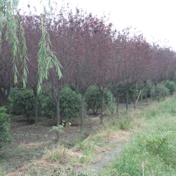 四川红叶李高低分枝红叶李,丛生红叶李,郫县红叶李基地