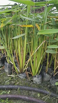 再力花,水生植物,绿化苗木,再力花价格