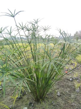 四川水生花卉,水生植物,观赏草,绿化苗木