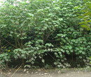 丛生木芙蓉,木芙蓉花灌木,成都木芙蓉高度2.5米图片