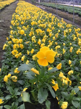 三色堇,草花植物,绿化苗木,花卉价格