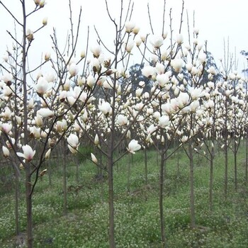 四川成都,白玉蘭樹供應(yīng),玉蘭基地