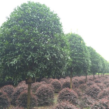 四季桂,桂花价格,佛顶桂苗子,桂花树