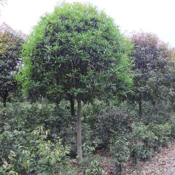 成都桂花基地,桂花树价格,桂花树绿化苗木