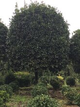 桂花树基地,大量苗木供应,成都优质绿化苗木供应图片