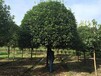 桂花树绿化苗木价格,成都优质桂花树,绿化苗木供应