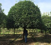 成都精修剪桂花-高杆桂花基地-四川高分枝桂花种植基地