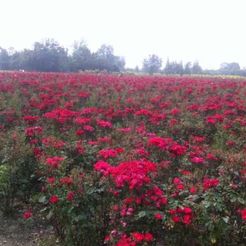 月季花供应大花月季丰花月季藤本月季