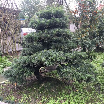羅漢松造型,川派盆景羅漢松,羅漢松老樁