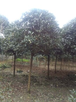 7公分丹桂樹(shù),桂花樹(shù)基地,成都桂花樹(shù)基地苗木