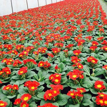 成都報春花,報春花地被花壇花園