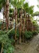 四川热带植物种植地,蒲葵苗子,高大蒲葵