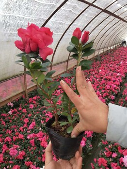 比利时杜鹃16杯四季开花四川温江草花基地厂家