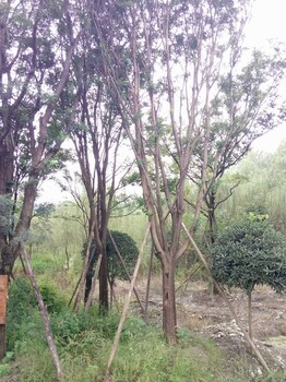樸樹綠化苗木供應,園林綠化工程苗木基地