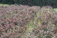 红花檵木灌木苗子,色带,绿篱,色块