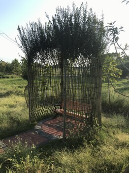 紫薇造型小品,有生命的藝術(shù)品—植物造型