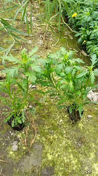 四川孔雀草基地-孔雀草花期-孔雀草批发价-孔雀草基地