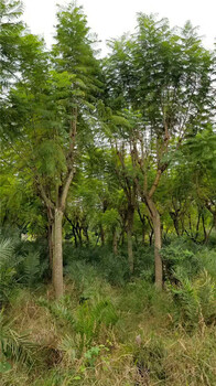 苗圃占地處理藍(lán)花楹14-18公分藍(lán)花楹工程用量供應(yīng)處理苗供應(yīng)