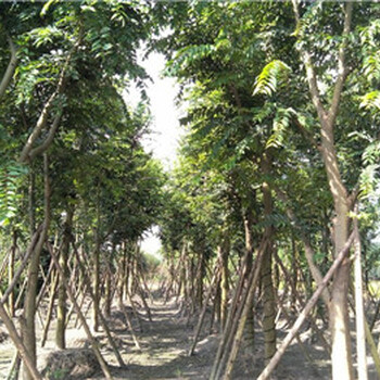 20公分樸樹價格_樸樹產(chǎn)地_四川樸樹種植基地_樸樹報價