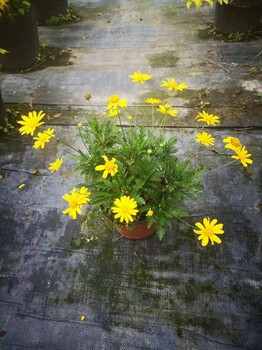 木春菊-四川温江草花基地-批发价出售