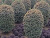 桂花笼子-精品桂花球-成都千蜀园林桂花基地