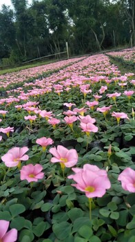 大花芙蓉醡浆草-四川温江草花基地-批发价出售