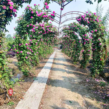 月季心形造型通道-月季拱门基地出售-好看的鲜花通道