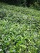 鄂西北高山生态绿茶限量预订不打农药藏于深山纯人工采摘