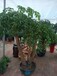武汉绿植超大型幸福树盆栽，高度2米同城送货，平安幸福树可租摆，武汉送货上门