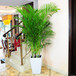 武汉大型绿植散尾葵盆栽，凤尾竹可净化空气制造湿气，可租摆，武汉送货上门