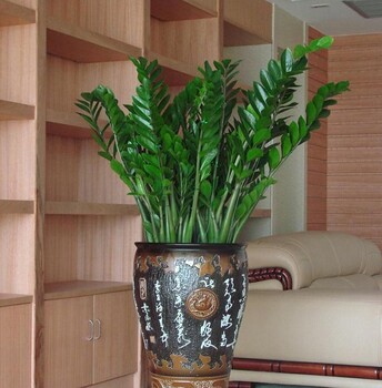 武汉大型金钱树盆栽室内绿植雪铁芋金钱树寓意：进宝，可租摆，武汉送货上门