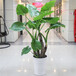 武汉大小型绿植滴水观音海芋盆栽，大叶片绿植，适合办公室摆放，武汉送货上门