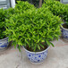 武汉公司绿植盆栽设计方案，室内绿植花卉盆栽销售租摆