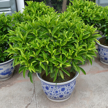 武漢公司綠植盆栽設(shè)計(jì)方案，室內(nèi)綠植花卉盆栽銷售租擺