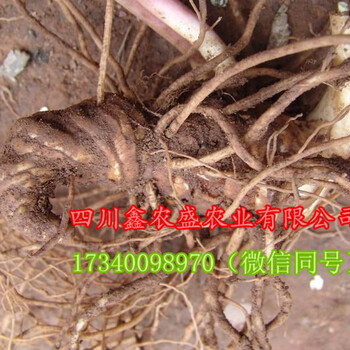 四川重樓種植基地，長期供應重樓種苗、重樓種塊莖