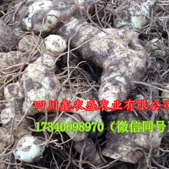 四川黃精種植基地，長期供應(yīng)多花姜型黃精種苗、黃精種塊莖