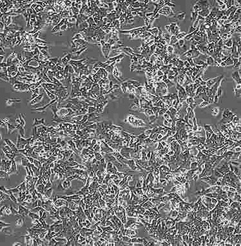 HS68贴壁形式细胞株技术硬	