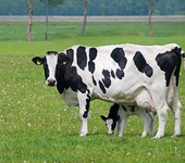 养殖奶牛的养殖户如何才能把奶牛养殖好？奶量增产，高收益呢？