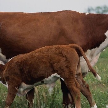繁殖母牛饲料，繁殖母牛养殖技术