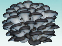 大棚蘑菇種植技術培訓圖片1