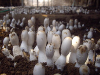 枣庄蘑菇菌种，平菇菌棒，菌种厂图片4