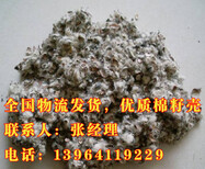 枣庄蘑菇菌种，平菇菌棒，菌种厂图片5