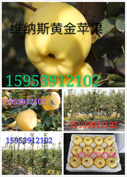 晚熟新品种苹果维纳斯黄金苹果树苗，维纳斯黄金苹果树苗价格