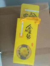 新年随手礼金丝皇菊图片