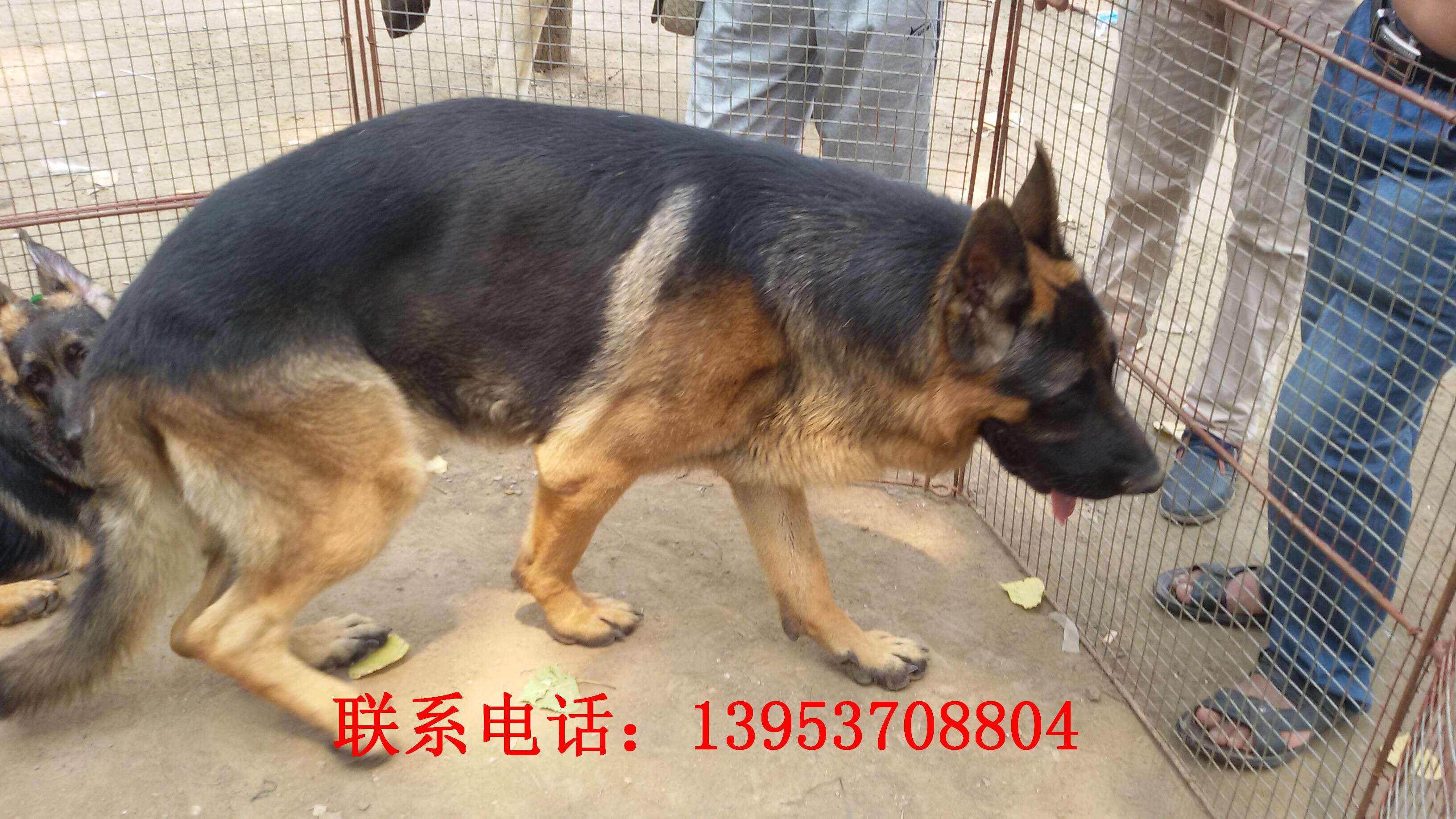 福州德国牧羊犬价格2-6个月德国牧羊犬价格牧羊犬养殖技术