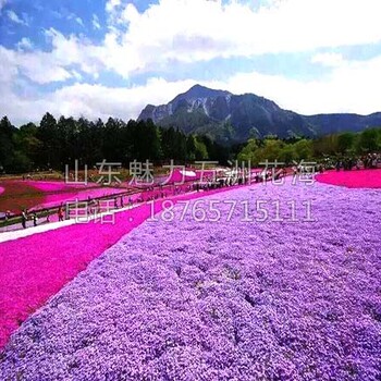 景观花海工程苗-芝樱