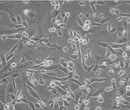 MLTC-1贴壁形式细胞株技术硬图片