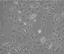A20传代形式细胞株哪提供图片