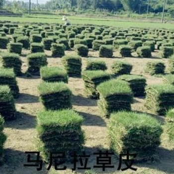 广西大型草场_广西草皮草卷_广西玉林草场_广西马尼拉草皮