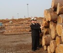深圳进口北美木材步骤流程图片